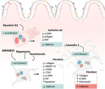 Autophagy in intestinal fibrosis: relevance in inflammatory bowel disease